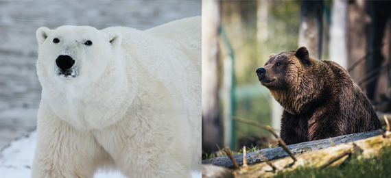Polar Bear vs Grizzly Bear: Difference, Size, Weight and Behaviour