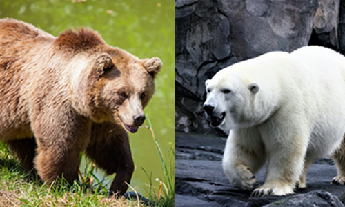 Polar Bear vs Grizzly Bear Physical Differences