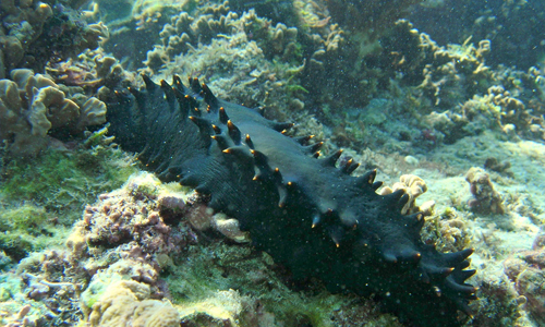 Sea Cucumbers