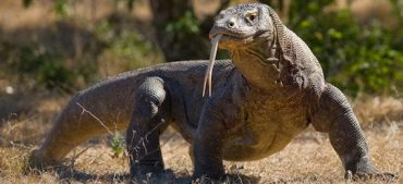 Komodo Dragon: Facts, Features, and Characteristics
