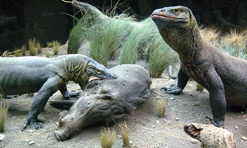 Do Komodo dragons eat a Human