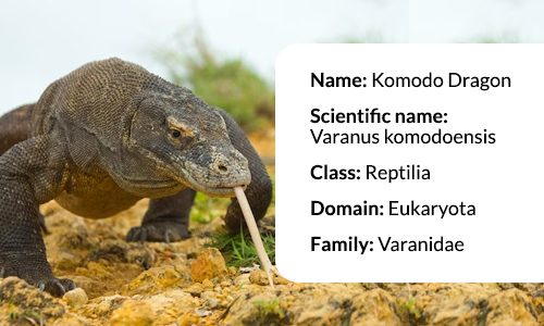 Interesting Facts about komodo dragon
