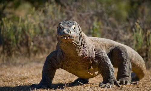 image of a fully grown Komodo Dragon