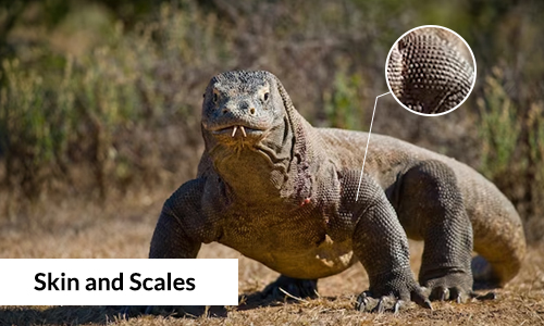 Komodo-Dragon Skin and-scales zoomed in picture