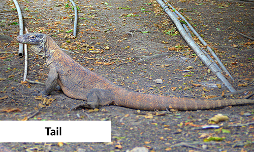 Komodo dragon with longer tail