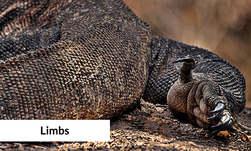 Komodo-dragon limbs close-up image