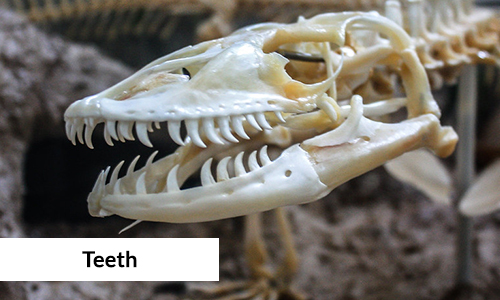 Komodo-dragon skull image showing its Serrated Teeth