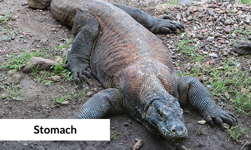 komodo dragon stomach size