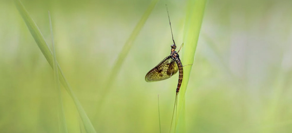 What Is a Mayfly?