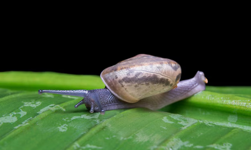 Snails Sleep