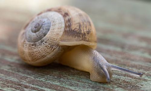 The Snails Look When They Sleep