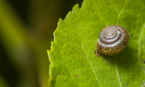 Hibernation and Estivation