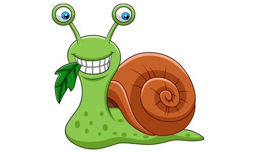 Interesting Facts about Snail