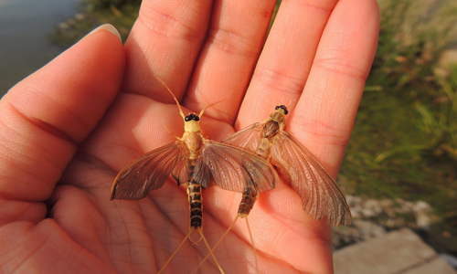 How-Long-Does-Mayfly-Live