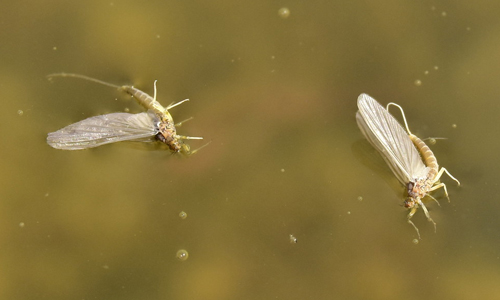 Life-Cycle-of-Mayfly