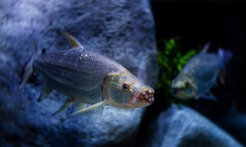 Breeding Place for Tigerfish