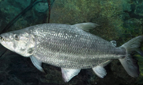 Parts of the Tigerfish