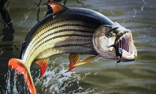 Tigerfish Color