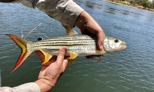 Tigerfish Habitat