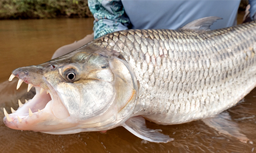Tigerfish Size