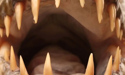 Tigerfish Teeth