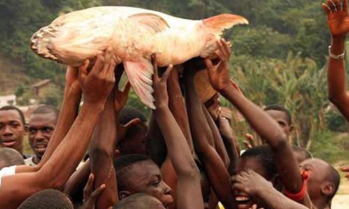 Tigerfish is Not Endangered