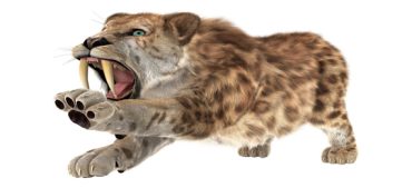 Saber-Tooth Tiger : Facts, Nature, Habitat, Parts of Body