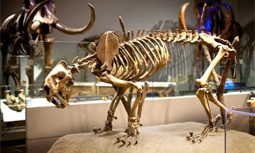 Bones of Saber-Tooth Tiger