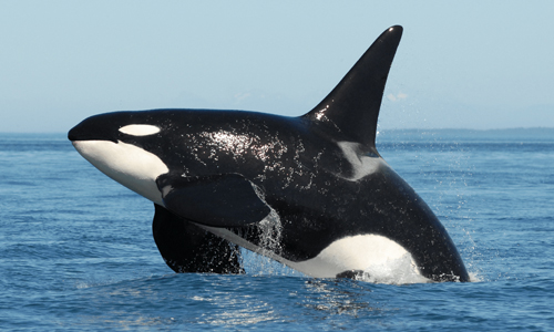 Orca