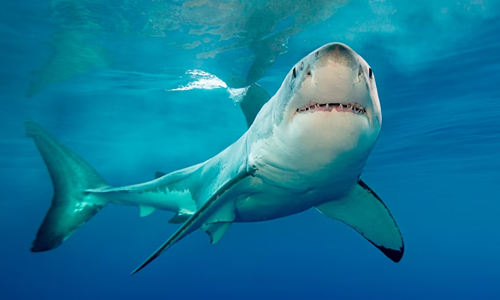 Great-White-Shark