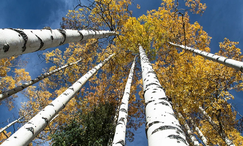 Pando