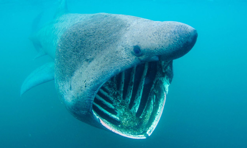 Basking-Shark