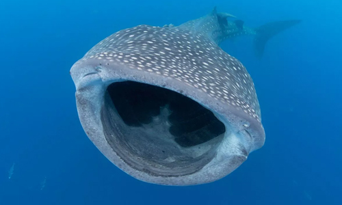 Megamouth-Shark