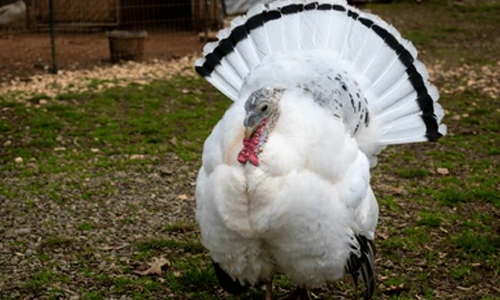 Turkey from Turkey