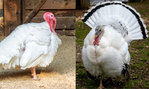 Domestic Vs Wild Turkeys