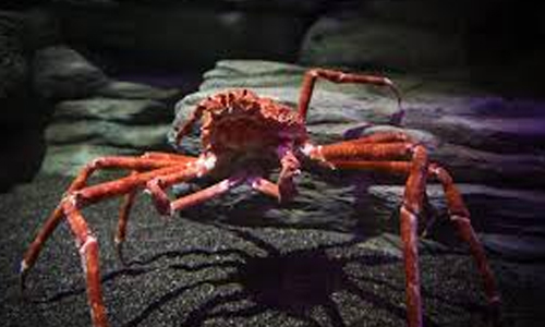 Japanese-Spider-Crab