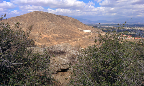 Jurupa-Oak
