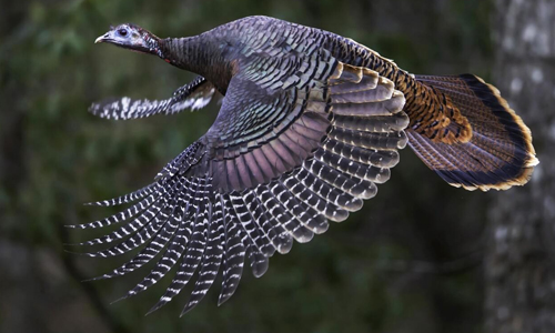 Are Turkeys Flightless