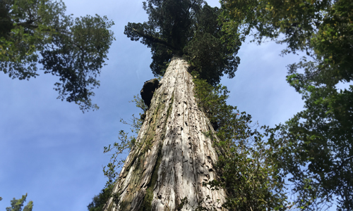Fitzroya-Cupressoides