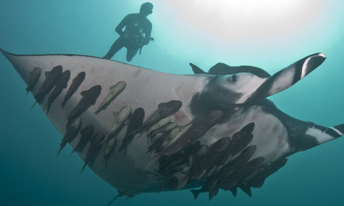 Giant-Manta-Ray