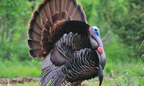Do Male and Female Turkeys