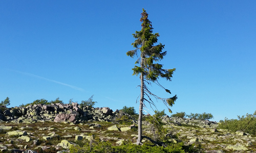 Old-Tjikko
