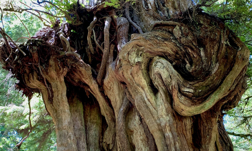 Kalaloch-Big-Cedar