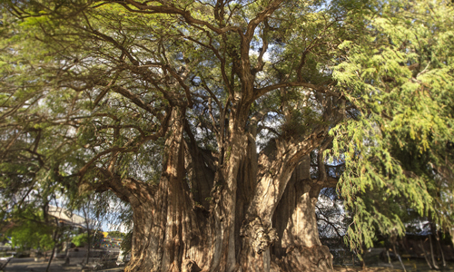 Arbol-Del-Tule