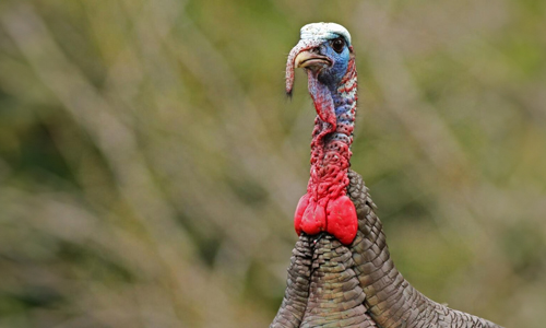 Know the Anatomy of Turkey