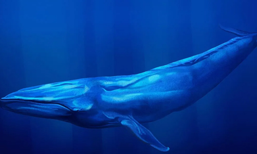 Blue-Whale