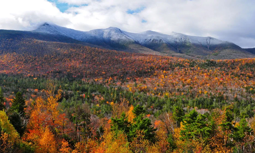 Flora of the Appalachian Mountains