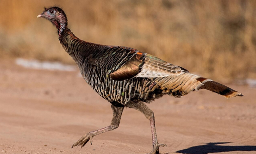 Turkeys are Good Runners