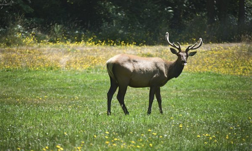 Popular Animal Species