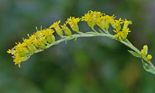 Endangered Plant Species